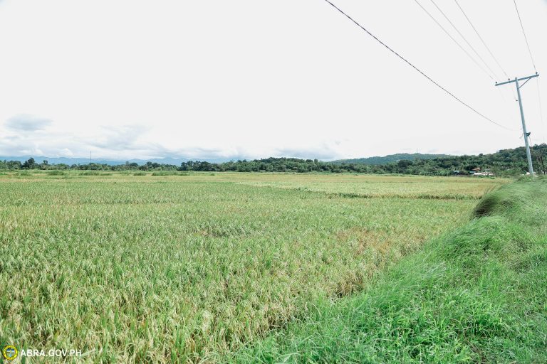 The 11 Rice Varieties Planted At The Demo Farm Were Inspected By The